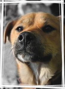 狗日子,探寻忠诚与友谊的温馨篇章