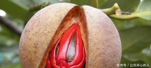 豆蔻年华 1951,豆蔻年华的青春记忆