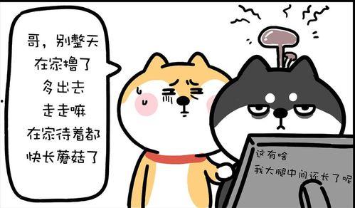 闯入我怀中,闯入怀中的温馨瞬间